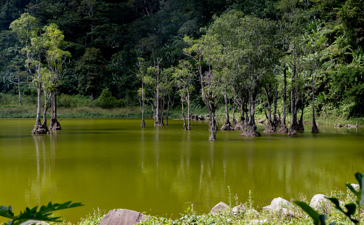 Dumaguete: Balinsasayao twinlakes nature tour with free city tour - Image - 1070